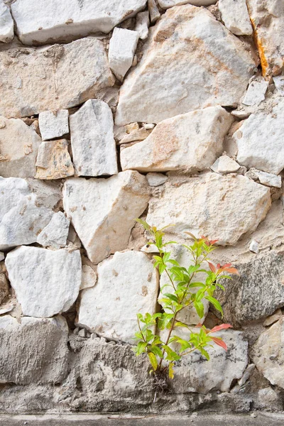 작은 바위 벽에 성장 하는 식물 또는 — 스톡 사진