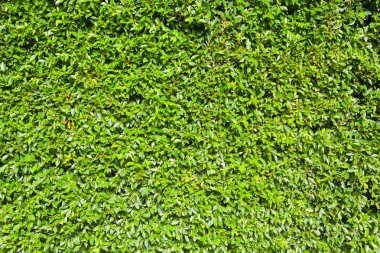 yaprak yeşil duvar arka plan