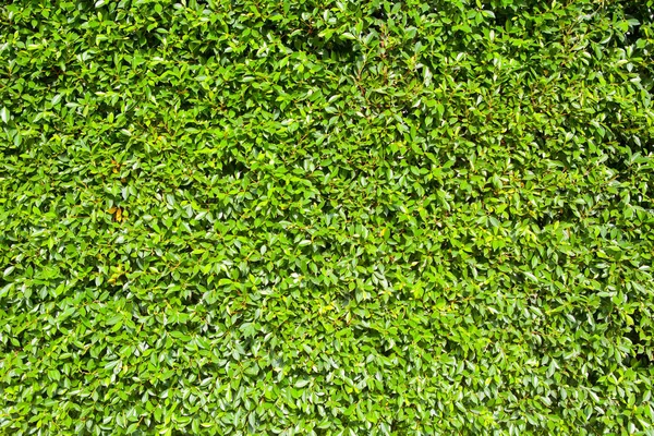 yaprak yeşil duvar arka plan