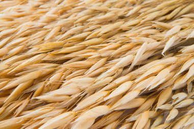 Arka plan buğday tohumu kulak