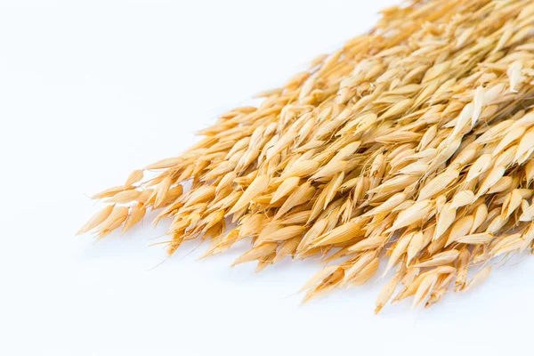 Beyaz arka plan kulaklara buğday tohumu — Stok fotoğraf