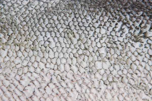 Salmon skin texture background — Stock Photo, Image