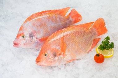 Kırılmış buz üzerinde taze kırmızı Tilapia