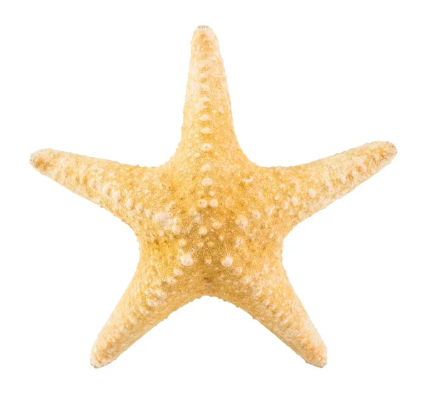 Estrella de mar aislada sobre fondo blanco con ruta de recorte — Foto de Stock