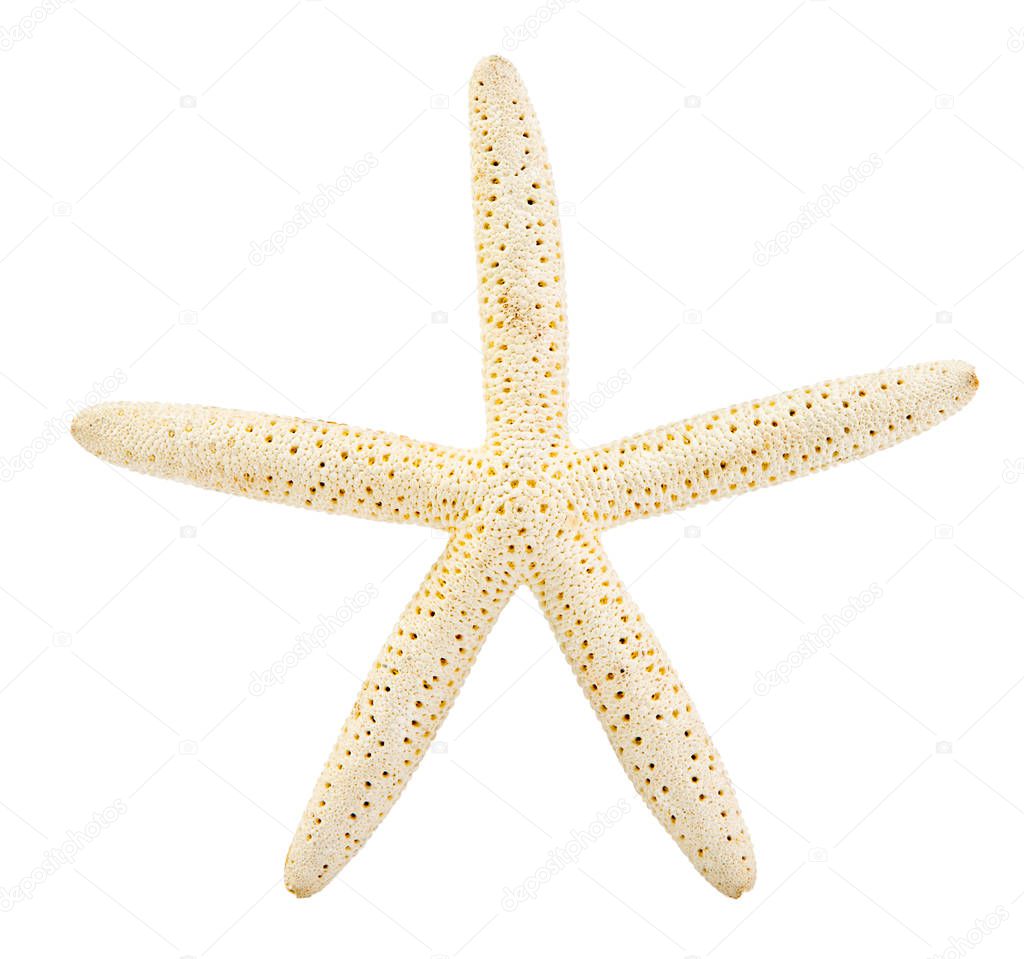 Finger Starfish isolated on white background Sea stars and shell