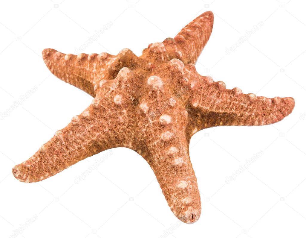 Starfish isolated on white background with clipping path