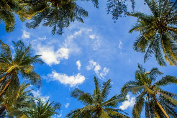 Çerçeve mavi gökyüzü ile Hindistan cevizi hurma ağaçlarının — Stok fotoğraf