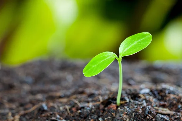 Green sprout growing from seed in organic soil — Stock Photo, Image