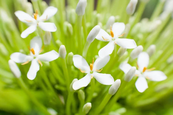 close up flower Cape jasmine, gardenia, little white flower
