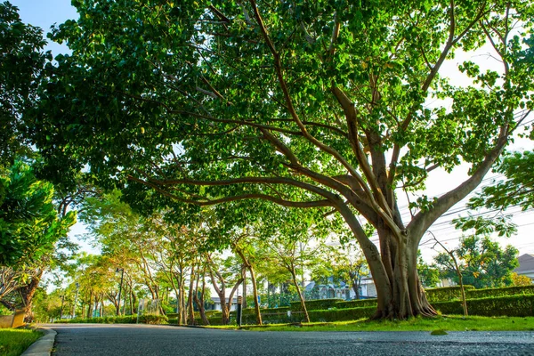Прогулочная дорожка в общественном парке под большим деревом — стоковое фото