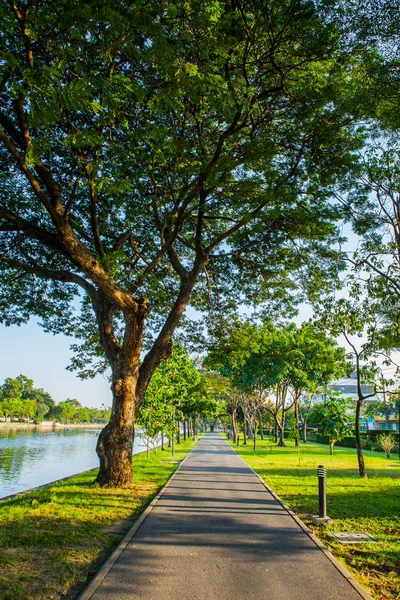 Caminho de estrada Trilha de corrida no parque público sob grande árvore — Fotografia de Stock