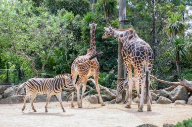 zürafa ve doğal yaşam parkı, Hayvanat Bahçesi safari içinde zebra