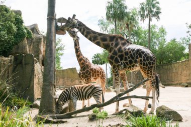 zürafa ve doğal yaşam parkı, Hayvanat Bahçesi safari içinde zebra