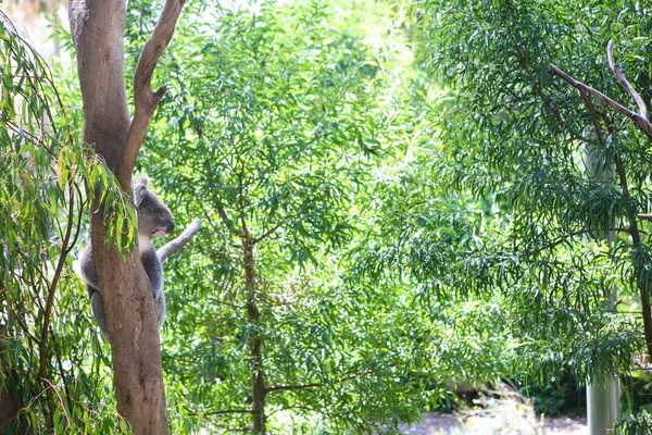 Koala, egy fán — Stock Fotó