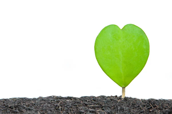 Green Heart Shaped Leaves of Succulent Hoya Plants growht on soi — Stock Photo, Image