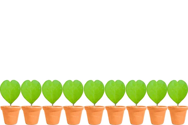 Valentine heart green leaf in flower pot on white background cop — Stock Photo, Image