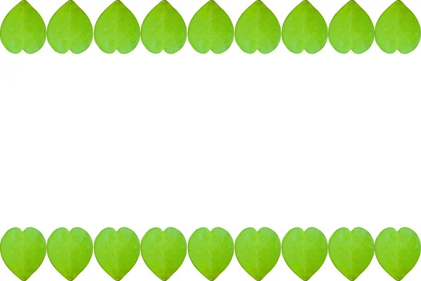Bordas Valentim coração folha verde no fundo branco com cópia — Fotografia de Stock