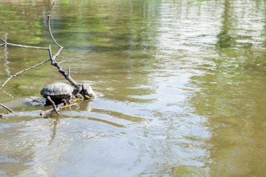Bir günlüğüne güneşin keyfini bir gölet üzerinde oturan turtle