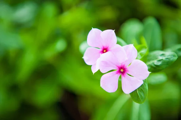 Petites fleurs roses Sur un fond de feuillage vert — Photo