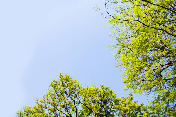 Green leaf and blue sky background