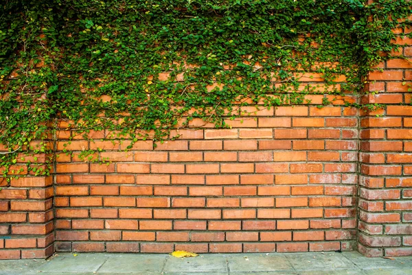 Groene klimop op de muur — Stockfoto