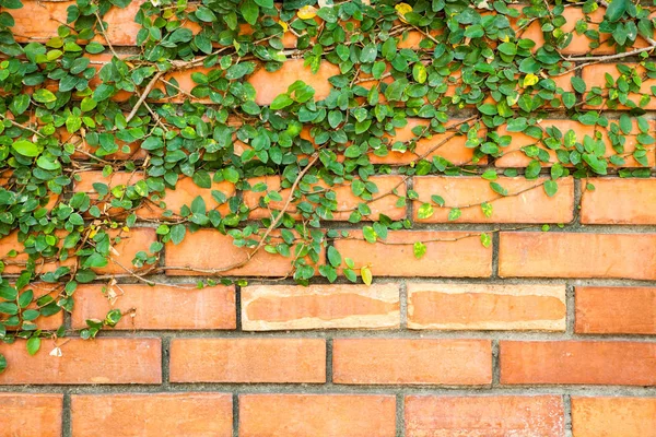 Groene klimop op de muur — Stockfoto