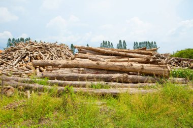 Teak ahşap günlük yığını 