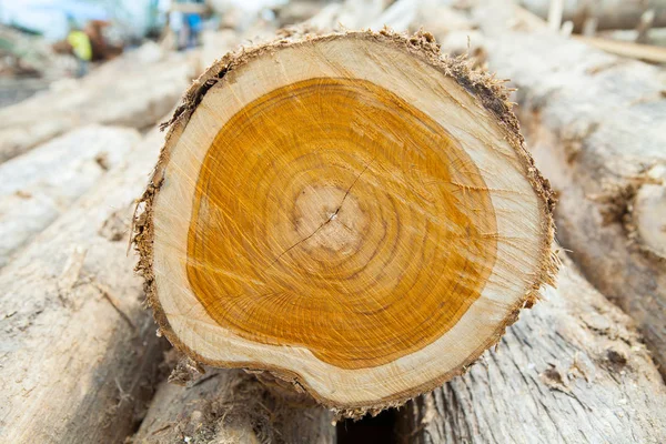 Cut in trunk of Teak wood tree stump with cracks and age rings : — Stock Photo, Image