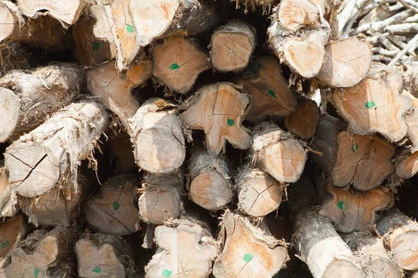 Stack of teak wood log — Stock Photo, Image