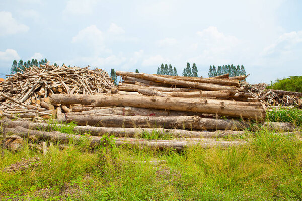 Stack of teak wood log 