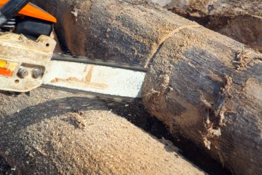 Oduncu tik ağacı testere ile kesme