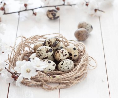 Paskalya açık renkli. Tonda etkisi. Çiçekli Beyaz ahşap zemin üzerinde bir yuva Bıldırcın yumurta Paskalya kompozisyon. Kopya alanı ile bir tatil kavramı. 