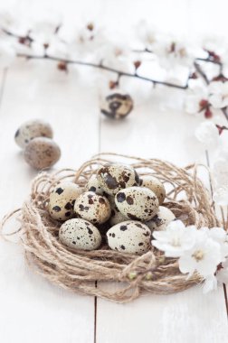 Paskalya açık renkli. Tonda etkisi. Çiçekli Beyaz ahşap zemin üzerinde bir yuva Bıldırcın yumurta Paskalya kompozisyon. Kopya alanı ile bir tatil kavramı. 