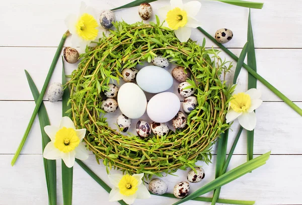 Osterkomposition Aus Wachteleiern Einem Nest Aus Grünen Weidenzweigen Auf Weißem — Stockfoto