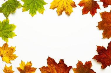 Sonbahar kompozisyonu. Çok renkli yeşil akçaağaç yapraklarının çerçevesi beyaz arka planda izole edilmiş. Düz konum, üst görünüm, kopyalama alanı. Sonbahar konsepti. Sonbahar arkaplanı. Yaratıcı sezon düzeni