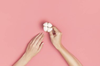 Pamuklu yaratıcı kompozisyon. Pembe arka planda beyaz pamuk çiçekleri tutan genç bir kadının elleri. Üst görünüm düz kopya alanı. Pamuk çiçekleri. Yaşam tarzı nazik arkaplan