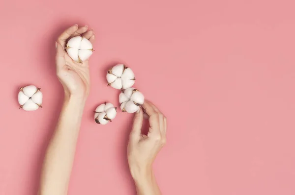 Composición creativa con algodón. Manos de mujer joven sosteniendo flores de algodón blanco sobre fondo rosa. Vista superior plano poner espacio de copia. Flores de algodón. Estilo de vida fondo suave — Foto de Stock