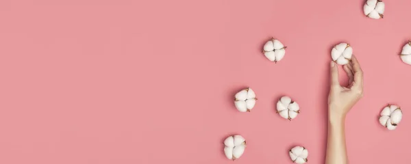 Kreativ komposition med bomull. Händer av ung kvinna som håller vita bomullsblommor på rosa bakgrund. Ovanifrån platt låg kopia utrymme. Bomullsblommor. Livsstil mild bakgrund — Stockfoto