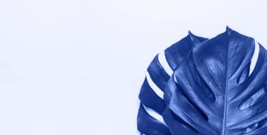 Canavar arka planda kalır. Düz konum, üst görünüm, kopyalama alanı. Yaz geçmişi, doğa. Tropikal yapraklarla yaratıcılık açısından asgari bir altyapı. Yaprak deseni. Yılın Rengi 2020 Klasik Mavi