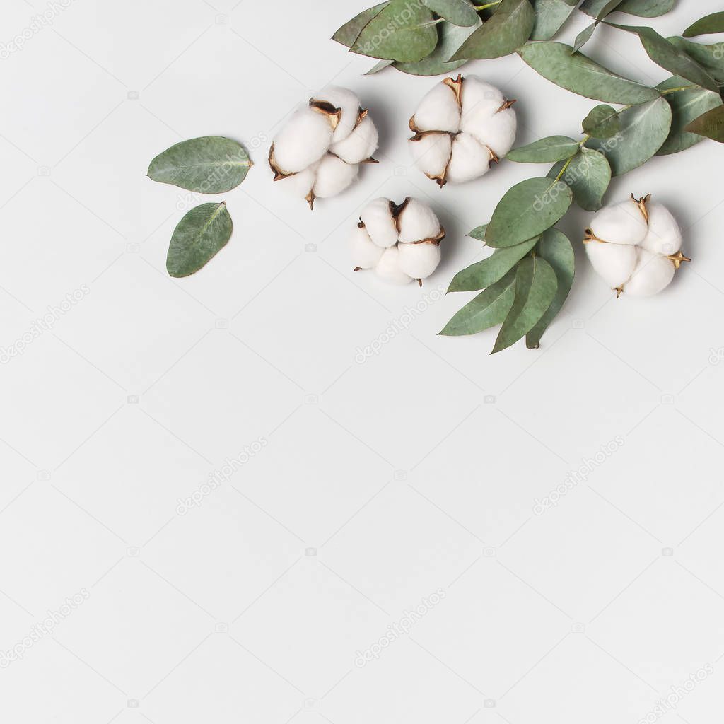 Flat lay flowers composition. Cotton flowers and fresh eucalyptus twigs on light gray background. Top view, copy space. Delicate white cotton flowers. Floral background, greeting card