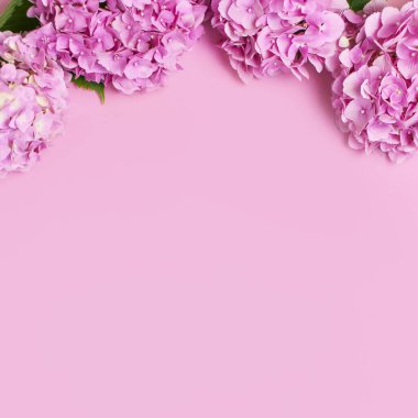 Pembe arka planda yeşil yaprakları olan güzel pembe ortanca çiçekleri düz bir görünüm alanı oluşturur. Çiçek kartı. Tatil, tebrikler, anneler günün kutlu olsun. Uluslararası Kadınlar Günü, 8 Mart