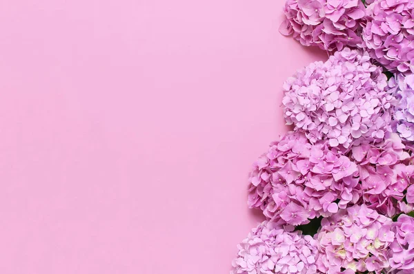 Lindas flores de hortênsia rosa com folhas verdes no fundo rosa vista superior plana colocar espaço de cópia. Cartão de flores. Férias, parabéns, dia feliz das mães. Dia Internacional da Mulher, 8 de março — Fotografia de Stock