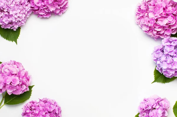 Quadro de belas flores de hortênsia rosa no fundo branco vista superior plana colocar espaço de cópia. Cartão de flores. Férias, parabéns, dia feliz das mães. Dia Internacional da Mulher, 8 de março. Primavera — Fotografia de Stock