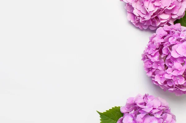 Lindas flores de hortênsia rosa no fundo branco vista superior plana colocar espaço de cópia. Cartão de flores. Férias, parabéns, dia feliz das mães. Dia Internacional da Mulher, 8 de março. Fundo da primavera — Fotografia de Stock