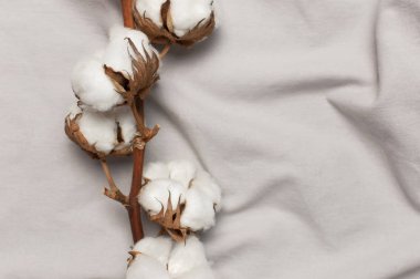 Düz, gri kumaşın üstüne güzel bir pamuk dalı serilmiş. Doğal pamuk dokusu. Narin beyaz pamuk çiçekleri. Açık renkli pamuk arka plan. Eko tekstil