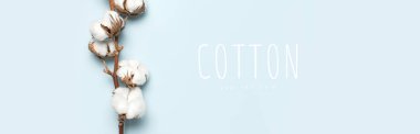 Düz, mavi arkaplan arkaplanının üzerinde güzel bir pamuk dalı uzanıyordu. Narin beyaz pamuk çiçekleri. Açık renkli pamuk arka plan. Pamuk üretimi