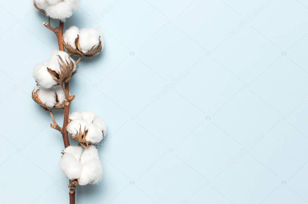 Flat lay Beautiful cotton branch on blue background top view copy space. Delicate white cotton flowers. Light color cotton background. Cotton production