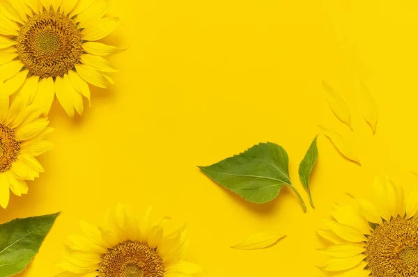 Mooie Frisse Zonnebloemen Fel Gele Achtergrond Platte Lay Bovenaanzicht Kopieer — Stockfoto