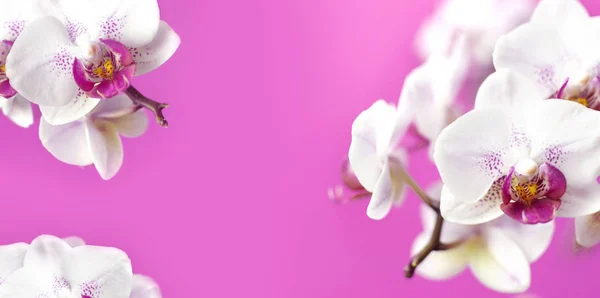 Beautiful White with pink Phalaenopsis orchid flowers on bright pink background. Tropical flower, branch of orchid close up. Pink orchid background. Holiday, Women\'s Day, Flower Card flat lay.