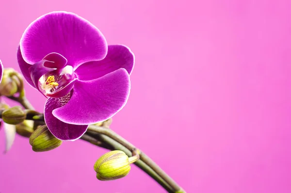 Beautiful purple Phalaenopsis orchid flowers on bright pink background. Tropical flower, branch of orchid close up. Pink orchid background. Holiday, Women\'s Day, March 8, Flower Card flat lay.